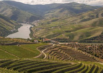 rio com videiras e vinha no douro