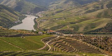 rio com videiras e vinha no douro