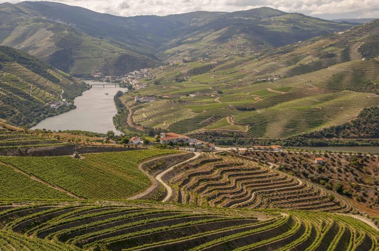rio com videiras e vinha no douro