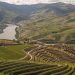 rio com videiras e vinha no douro