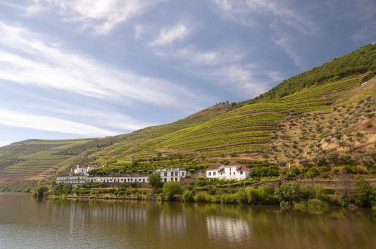 rio com videiras e vinha no douro