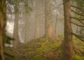 árvores floresta