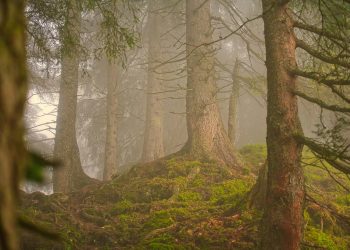 árvores floresta