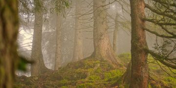 árvores floresta