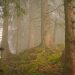 árvores floresta