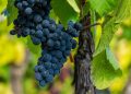 cacho de uvas