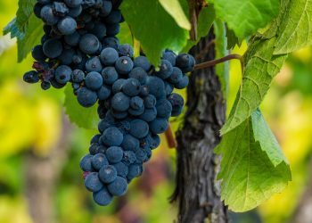cacho de uvas