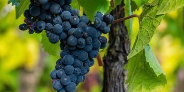 cacho de uvas