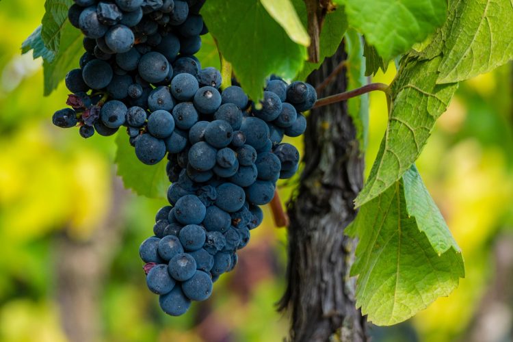 cacho de uvas