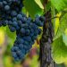 cacho de uvas