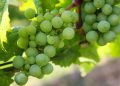 cacho de uvas verdes