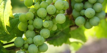 cacho de uvas verdes