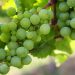 cacho de uvas verdes