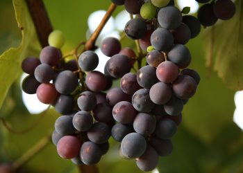 uvas