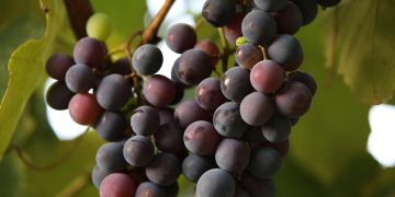 uvas