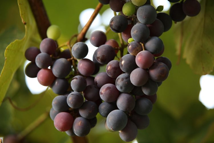 uvas