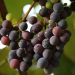 uvas