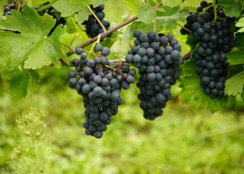 uvas