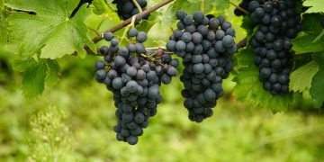 uvas