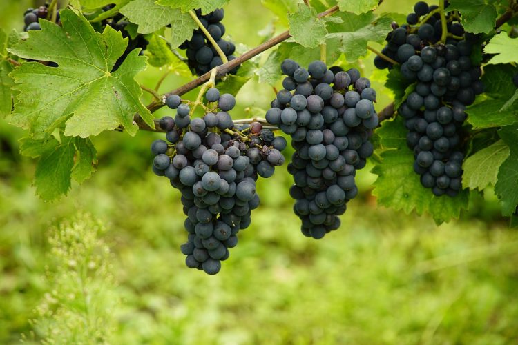 uvas