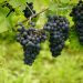 uvas