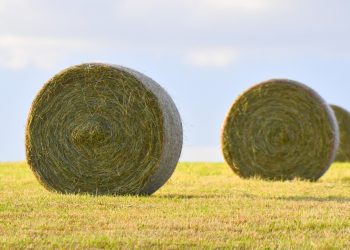 fardos de feno no campo