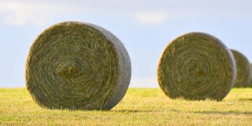 fardos de feno no campo