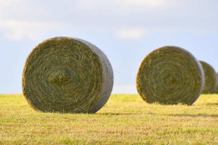 fardos de feno no campo