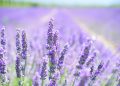 lavanda roxa
