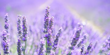 lavanda roxa