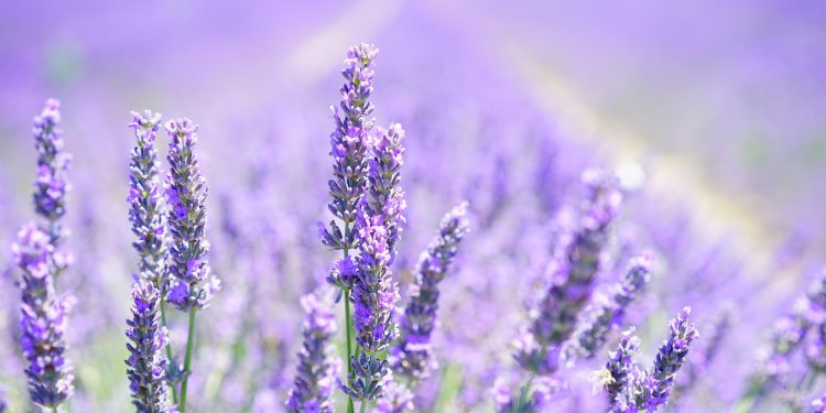 lavanda roxa