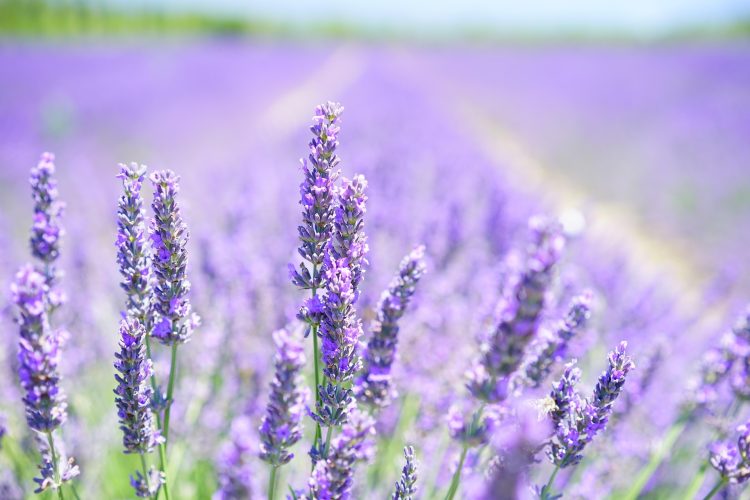 lavanda roxa
