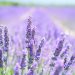 lavanda roxa