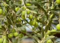 azeitonas em oliveira