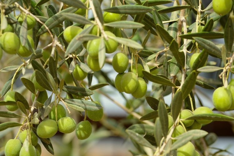 azeitonas em oliveira