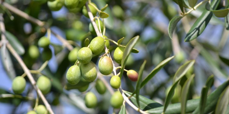 azeitonas em oliveira