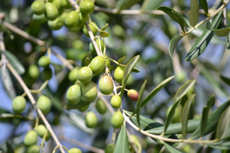 azeitonas em oliveira