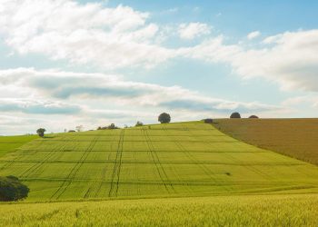 plantaçao verde
