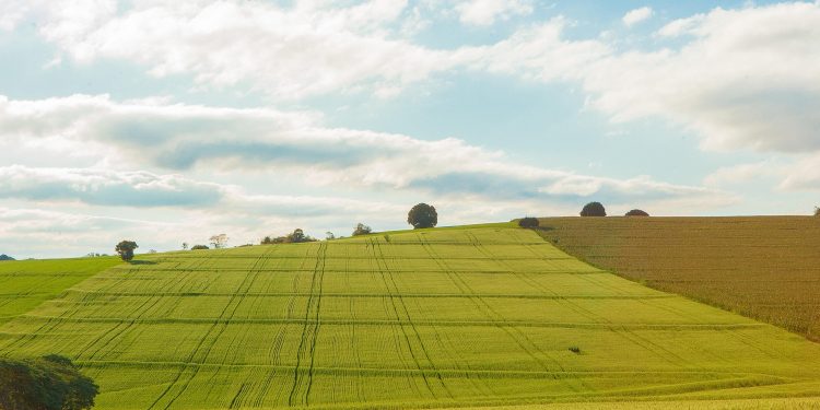 plantaçao verde