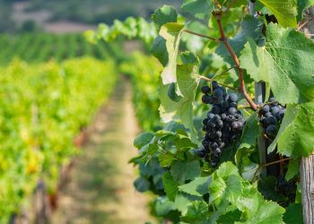 uvas vinha