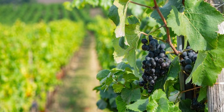 uvas vinha