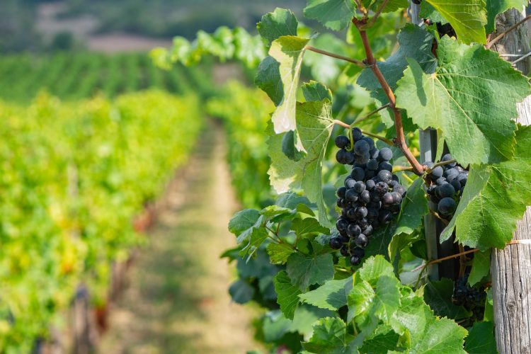 uvas vinha