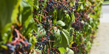 vinha com uvas