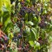 vinha com uvas