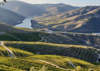 vinha no rio douro