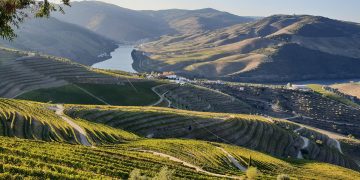vinha no rio douro
