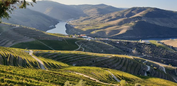 vinha no rio douro