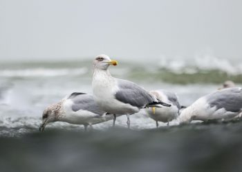 gaivota