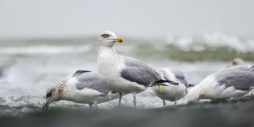 gaivota