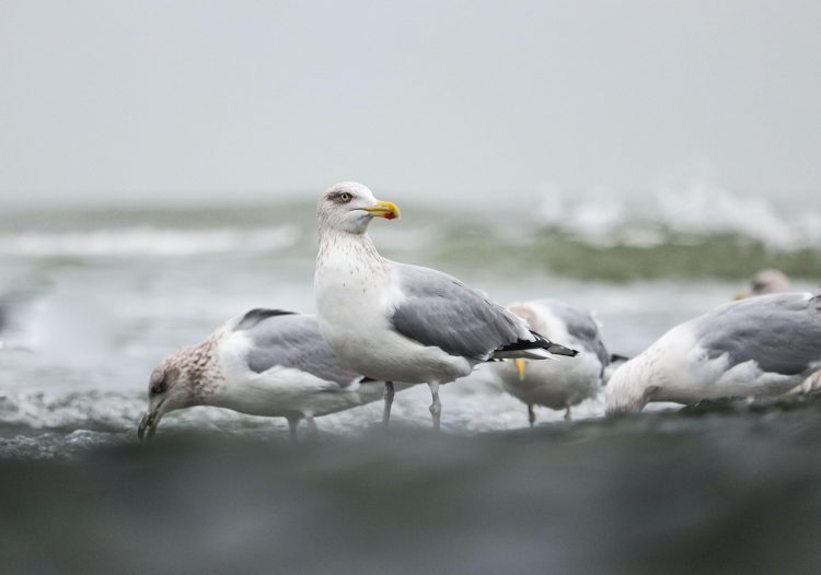 gaivota